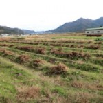 丹波の黒豆が有名。 枝豆を集荷した残りは枯らして 正月の煮豆用大豆となります。 