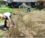 麦刈り（7月）通常の野菜作りと違って収穫後の脱穀から製粉までの工程が正直大変でした。