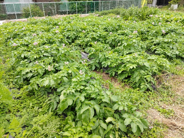 やさい畑 菜園だより